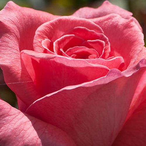 Rosa Pariser Charme - rosa de fragancia intensa - Árbol de Rosas Híbrido de Té - rosal de pie alto - rosa - Mathias Tantau, Jr.- forma de corona de tallo recto - Rosal de árbol con forma de flor típico de las rosas de corte clásico.